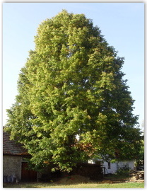 Ubytování pod lípou - lípa